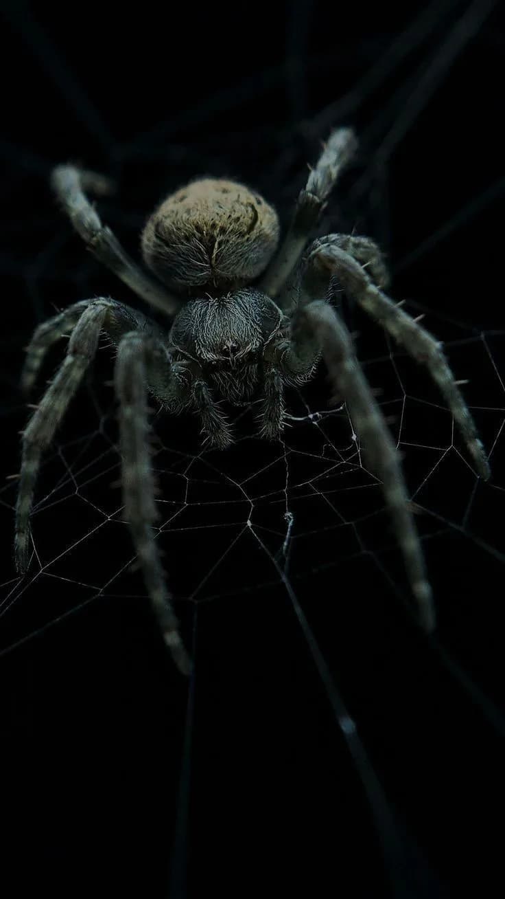 SHADOW WEB – Dark Guardian Spider Poster