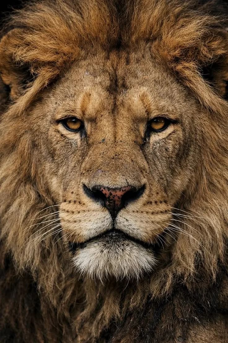 THE LION KING – Golden Gaze Wildlife Poster