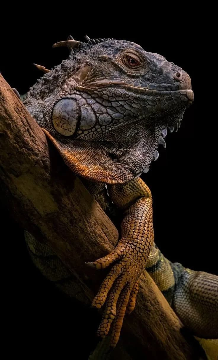 SHADOW REPTILE – Iguana Predator Poster