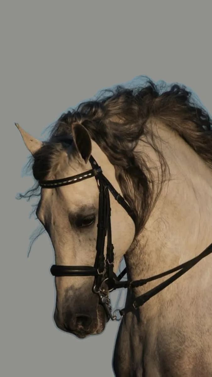 Ivory Majesty – Elegant Horse Portrait Poster