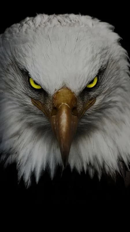 Predator Gaze – Silver Eagle Poster