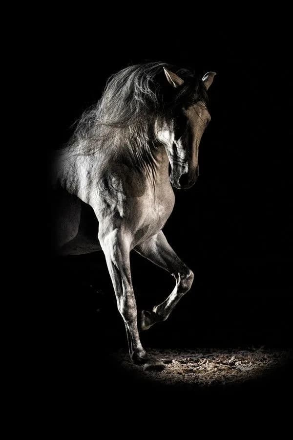 Midnight Stallion – Dark Elegance Horse Poster